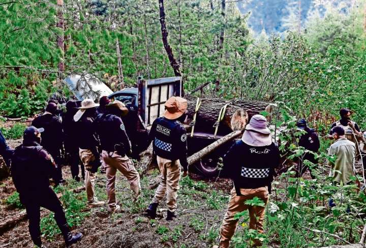 Clara Brugada anuncia duras acciones contra LA tala ilegal en la CDMX