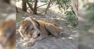 Senior Dog’s Tears Soak the Ground Outside a Door That Never Opens Again