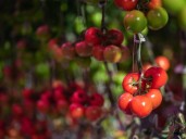 Big Marble Farms gets grant to install horticultural grow lights