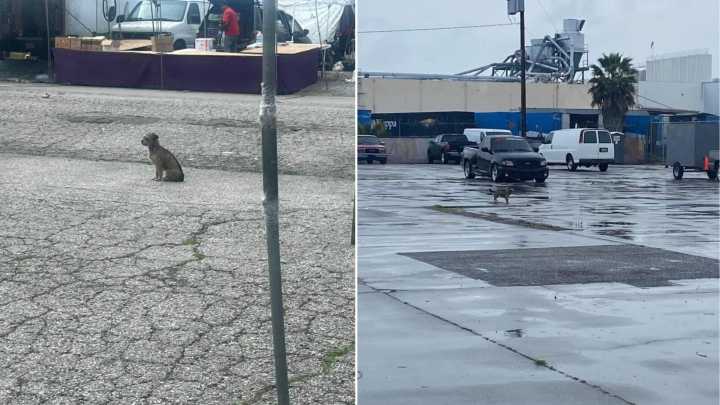 California Pup Tossed From Car Waits For Hours, Hoping Her Family Will Return