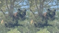 Oso trepa un árbol en Agua Prieta, Sonora
