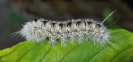 Watch out for these fuzzy caterpillars in Maine this fall  