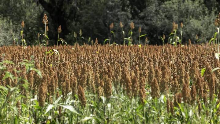Producción de sorgo se reanudó en San Juan del Río