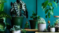 Por qué no se deben tener plantas artificiales dentro de la casa, según el Feng Shui