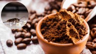 Cómo eliminar a las cucarachas de casa usando un poco de café: una trampa casera efectiva