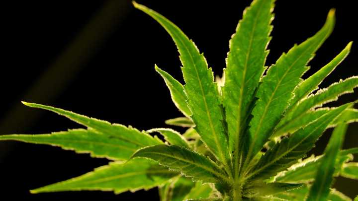 A drug made from marijuana reduced back pain in a large study