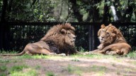 Guardia de zoológico en Tailandia muere devorado por cerca de 7 leones
