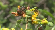 How to kill Japanese beetles