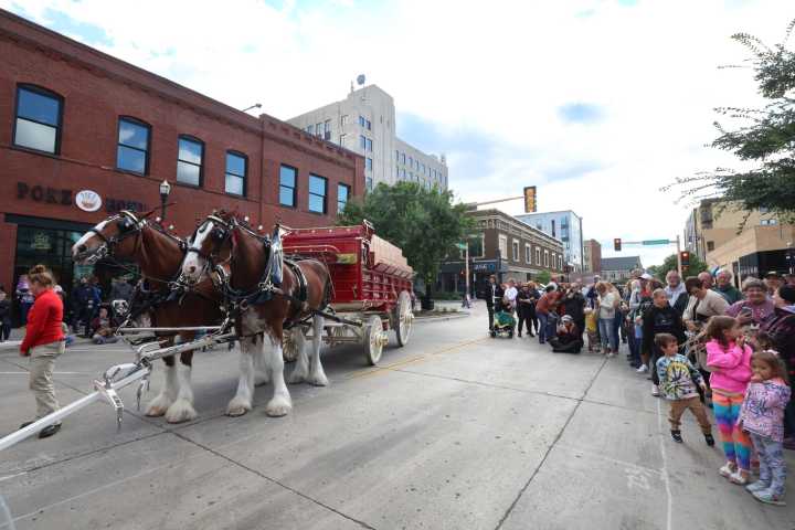 Photos: Budweiser's Clydesdales visit downtown Fargo