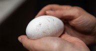 Flamingo chick hatched at zoo for first tinme in nearly a decade