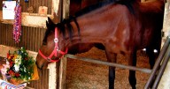 Haru Urara, losing racehorse who was a phenomenon in Japan and an 'Uma Musume' game favorite, dies at 29