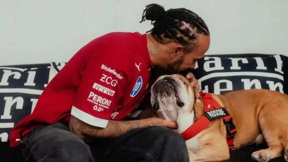 Dolor en la F1 por la muerte de Roscoe, el perro de Lewis Hamilton: “Tuve que tomar la decisión más difícil de mi vida”