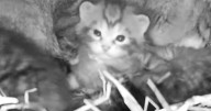 Critically endangered kittens caught on camera for the first time