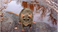 Leptospirosis: Santa Fe 2ª entre las provincias con más casos registrados