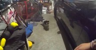 Video shows Howard County officers rescuing pet dog from house fire