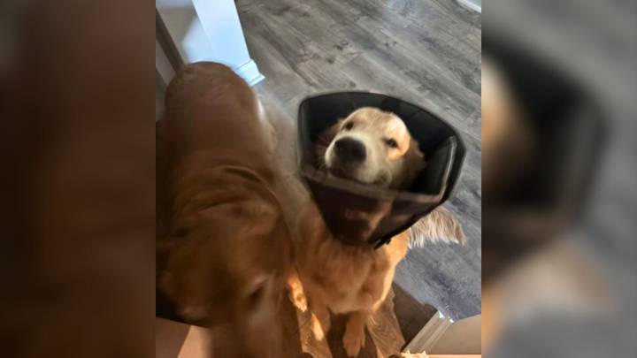 North Carolina Golden Retriever Causes Chaos With Vet Cone Mystery Captured On Camera