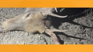 Idaho Fish and Game seeks info on deer left to waste