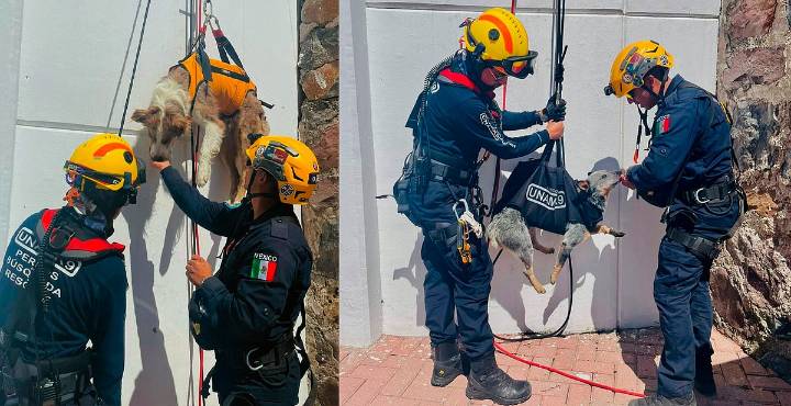 ¡Héroes peludos! Así entrenan binomios caninos en Michoacán para rescate en emergencias