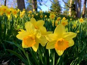 Plant daffodils in Cadman Plaza Park on Oct. 5