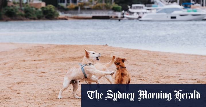 Sydney dog parks: Conflicts erupt as councils debate off-leash zones in Mona Vale, Bayside and Willoughby