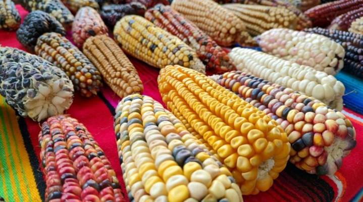 Día Nacional del Maíz en Tlaxcala: guardianes del grano y la cultura mexicana