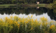 Native plants offer a fall color palette with ecological benefits