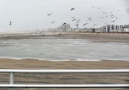 Dead shark washes up on popular N.J. beach