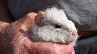 Inmates at a West Australian prison farm caught dining on guinea pigs sourced from animal shelter