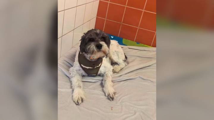 Michigan Dog Thought He Found His Forever Home, But Was Returned In Less Than 10 Minutes