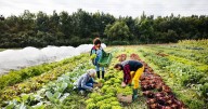 Gardening expert insists people don't delay these essential jobs this month