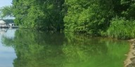 Be Aware: Blue-Green algae spotted around Madison beaches