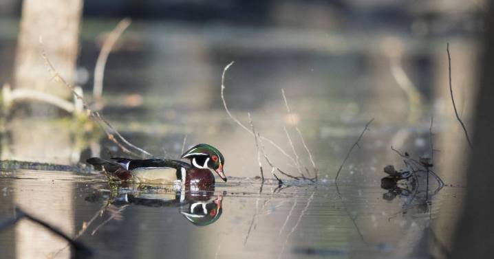 Road Trip: Walk or ride through Michigan's mini Everglades