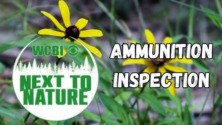 Next to Nature (Ammo Inspection)