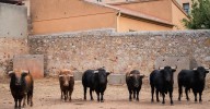 Emilio de Justo, Juan Ortega y Roca Rey inauguran el cartel de figuras en la feria de Salamanca