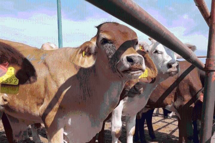 Plantea Álvaro Bustillos desventaja por ingreso de ganado brasileño a Berdegué
