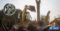 "Inhumano e inaceptable": Peñalolén destruye canódromo irregular usado para carreras de galgos