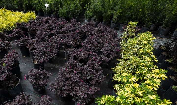 Asegúrate de no fallar con tus plantas de exterior
