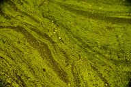 Algal bloom found at Pontoosuc Lake