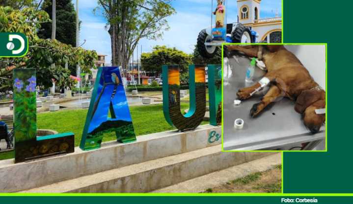 Maltrato animal en La Unión: mayordomo le habría enterrado una varilla a un perrito por ingresar a su finca
