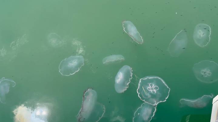 Moon jellyfish: One of nature's most mesmerizing spectacles