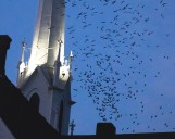 COLUMN: Swifts attending church in Salem