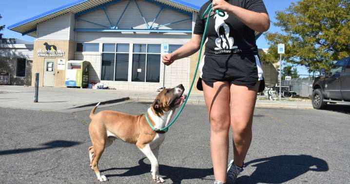 Meth burn by FBI smokes out Montana animal shelter