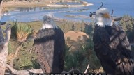 Jackie and Shadow soar back to Big Bear nest, flaunting fresh plumage