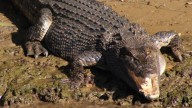 Shivani Kevat: Terrifying crocodile attack turns fatal as teen girl gets dragged into river