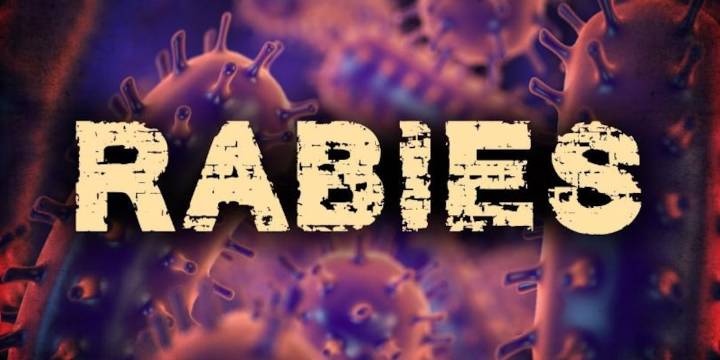 Rabid animals reported in 3 SC counties, health officials say