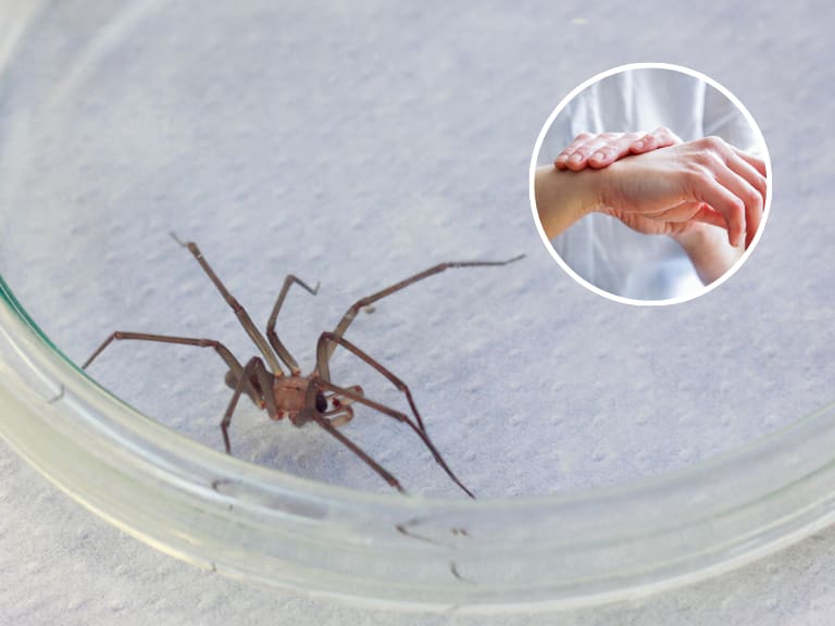Araña de rincón en Chile: esta es la característica clave para identificarla (y así puedes mantenerla alejada)