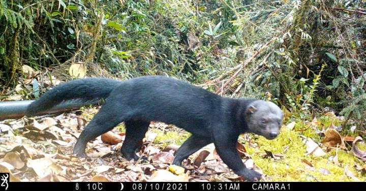 Así le toman fotos a los mapaches, pumas y perros zorro que hay en los bosques de Medellín