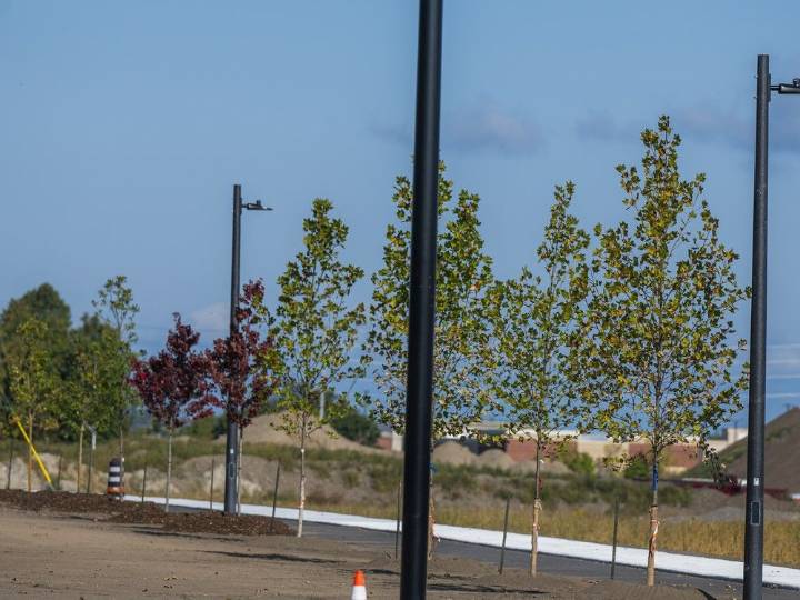City of Ottawa still short of its long-term tree planting goals