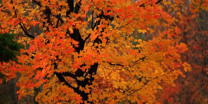 When and where to see peak fall colors in Tennessee