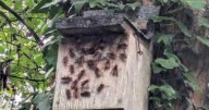 Parkrun chaos as runners stung after nest disturbed on 5km course